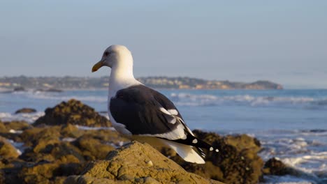 Bird-sitting-on-a-rock-on-the-beach-during-golden-hour