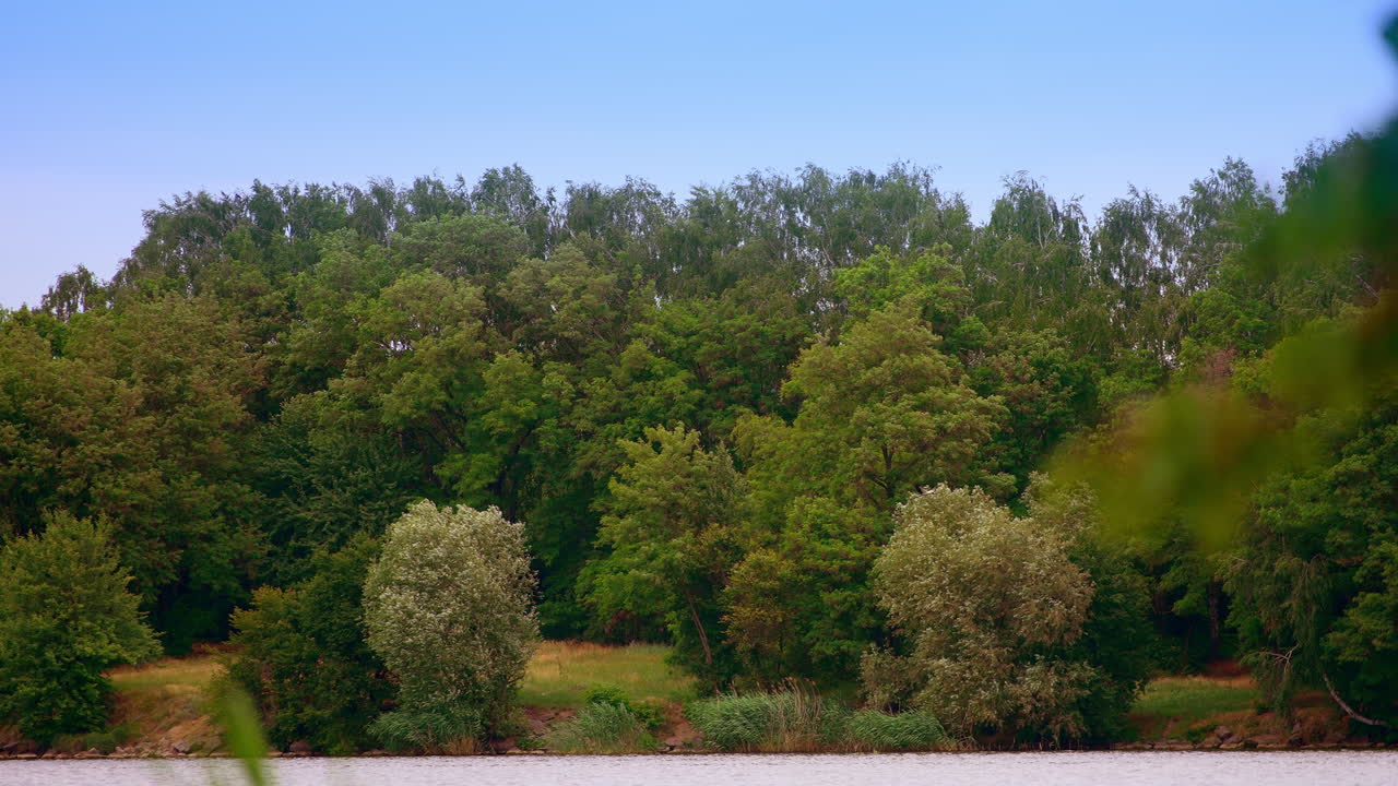 Graceful stork flying over the river. Wild black and white bird soaring at the backdrop of green trees. Blurred foreground changes into blurred backdrop.