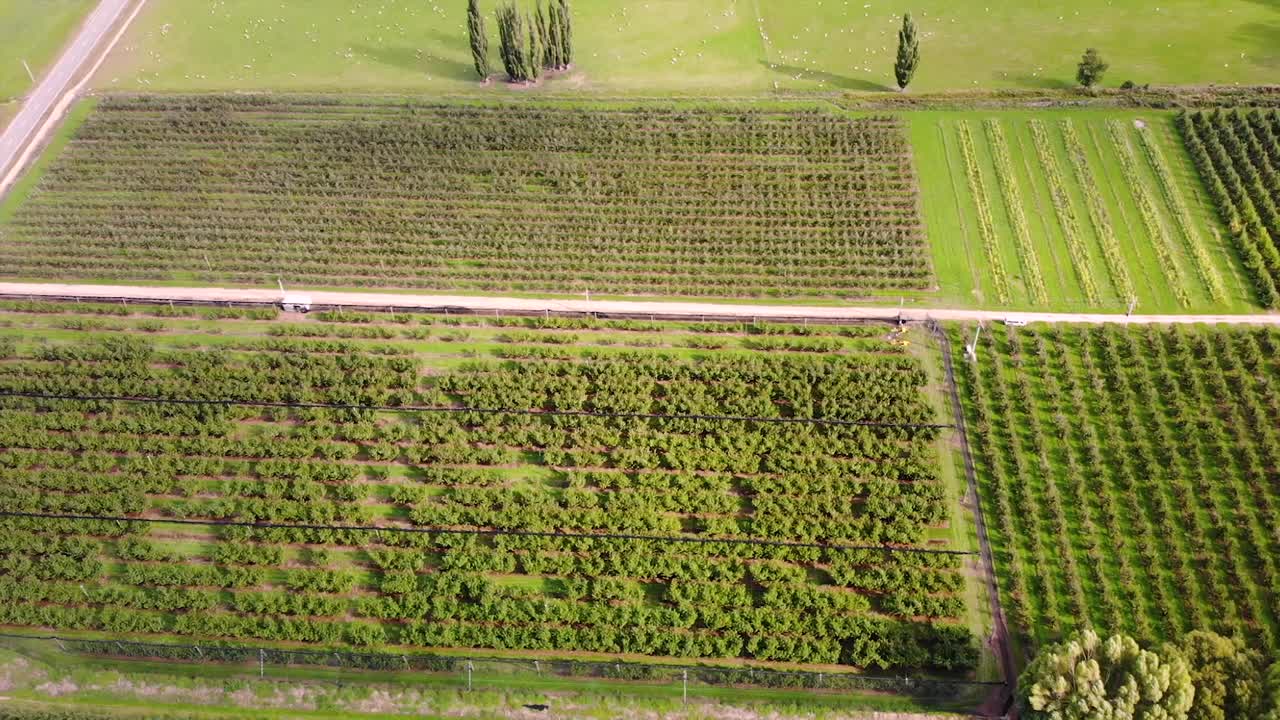 huertos frutales en otago, nueva zelanda vuelo aéreo tiro lateral