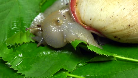 un hermoso caracol comiendo hojas verdes.