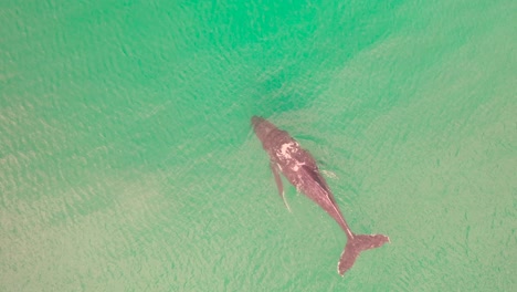 Vista-Aérea-De-La-Ballena-Jorobada-En-El-Océano-Frente-A-La-Costa-De-Sudáfrica