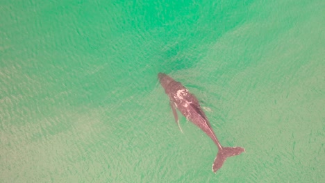 aerial view of humpback whale in the ocean off the coast of south africa