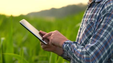 Un-Agricultor-Con-Una-Tableta-Al-Atardecer-En-Un-Campo-De-Maíz-Examina-Las-Plantas-Y-Utiliza-Los-Controles-De-La-Aplicación-Y-Envía-Datos-De-Análisis-Sobre-La-Cosecha-Exitosa.