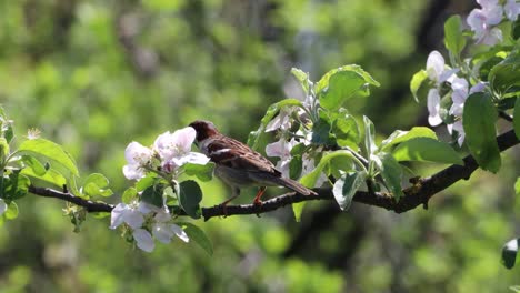 Pájaro-Gorrión-Posado-En-La-Rama-De-Un-árbol---Cerrar