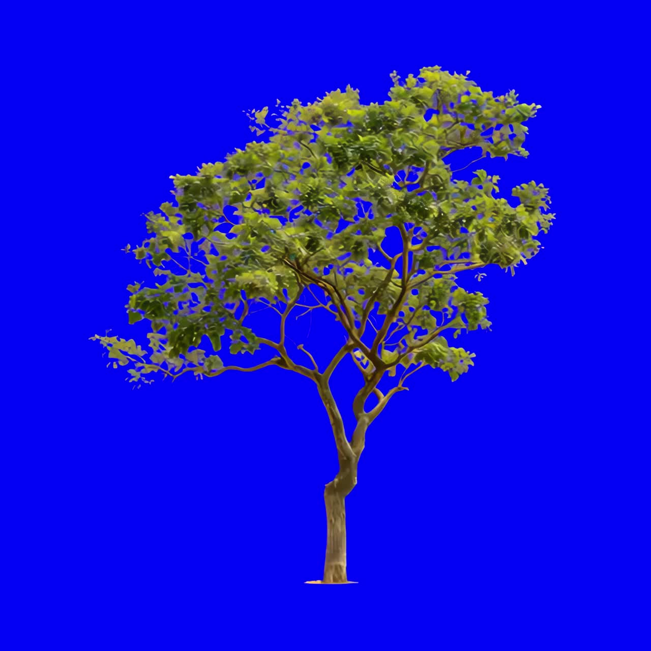 Tree moving in the wind animation, transparent 4K video, green screen