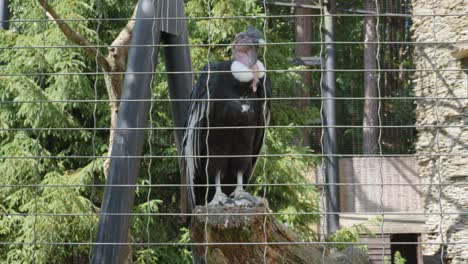 un cóndor andino se sienta en una jaula en el zoológico de gdańsk