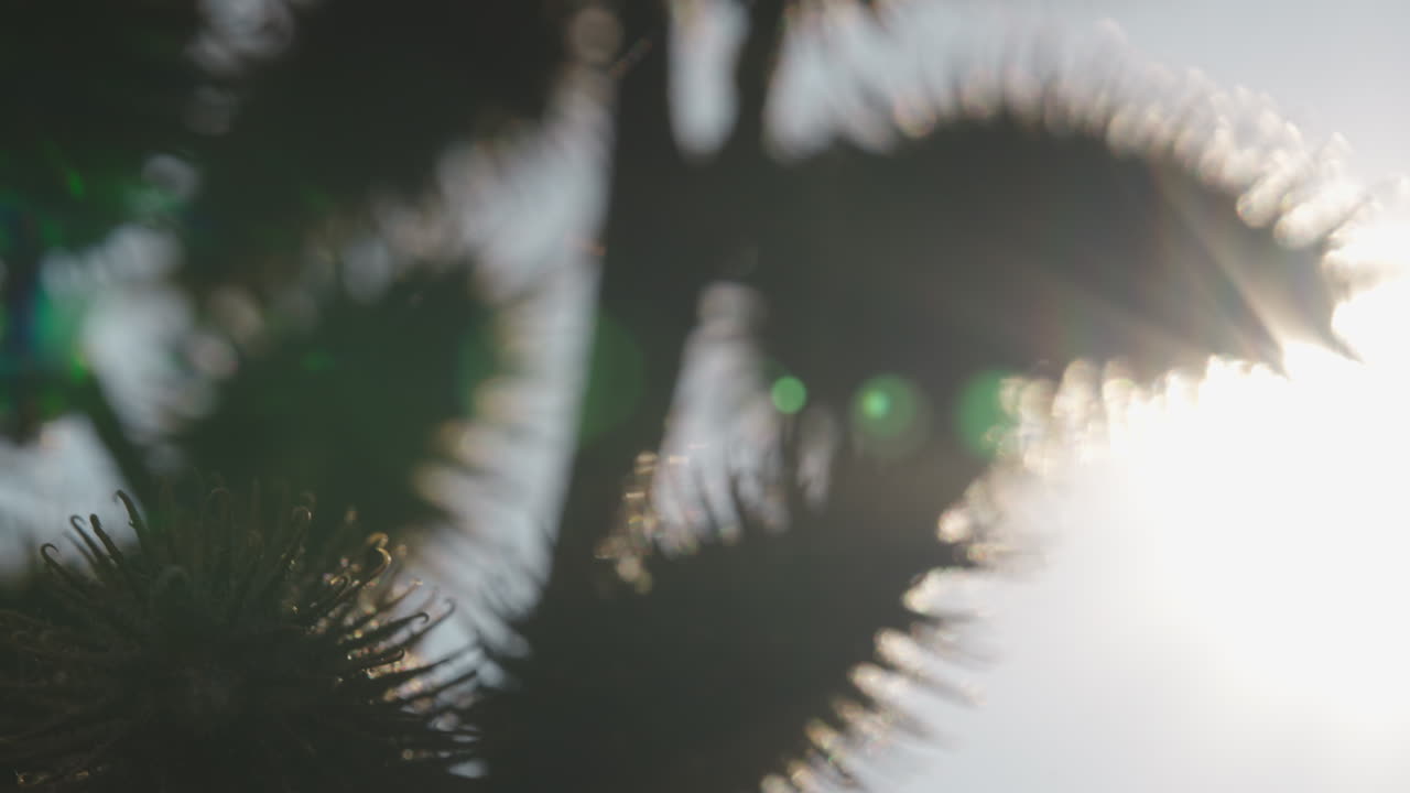 Close-up of plants in sunlight