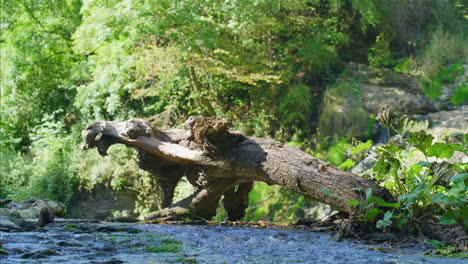 Strom-Mit-Umgestürztem-Baumstamm-Im-Sonnigen-Wald-Europa