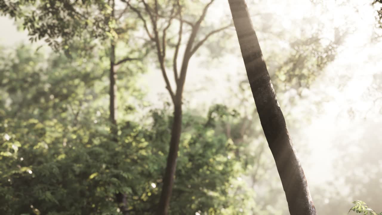 이른 아침 에 안개 가 가득 한 숲