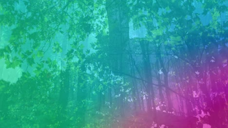 animation of colorful light over forest