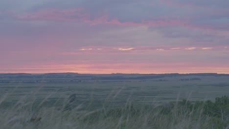 pink sunrise over a field