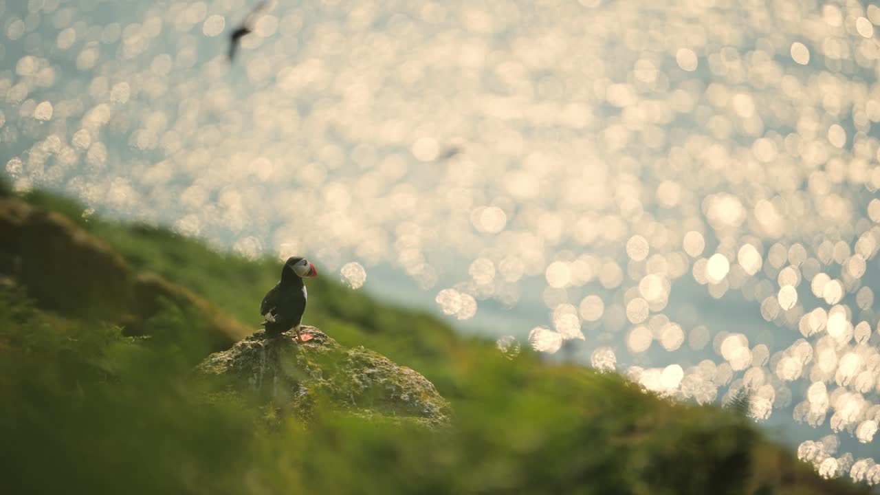 Puffin and Sunset Coastal Scenery in Orange Sunset, Atlantic Puffins with Orange Ocean Sea Water and Coastal Scenery on Skomer Island, UK Wildlife and Birds