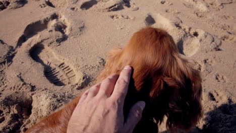 point-of-view handheld shot: a man caressing a cute relaxed dog