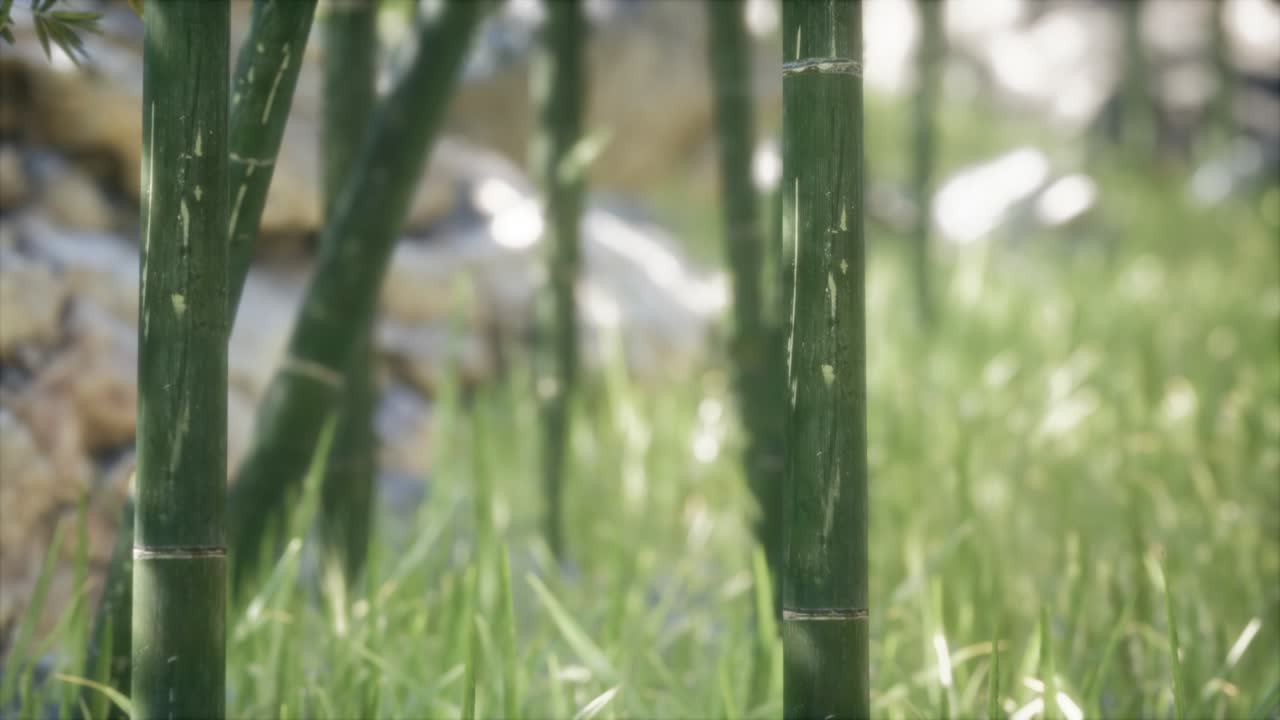 fondo de bosque de árboles de bambú verdes