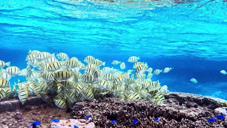 grupo de peces tang convictos en el arrecife alimentándose de algas