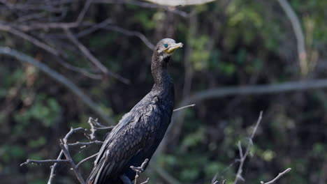 An Indian cormorant sitting on the tree branch and looking for food in a forest in keoladeo bird sanctuary, India.