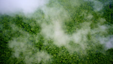 mist-laced cinematic drone view of the smoky mountains