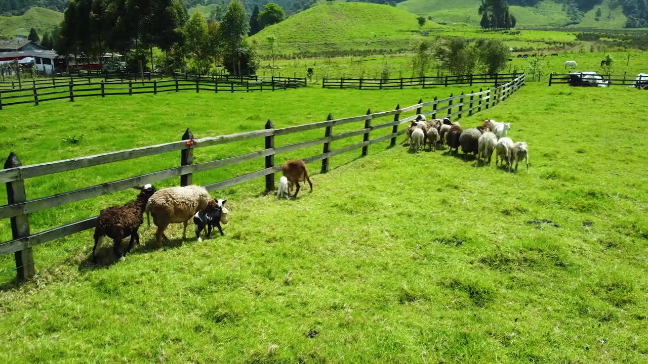 Gregge di pecore che pascolano nelle montagne della Colombia