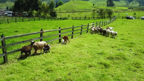 set of sheep grazing in the mountains of colombia