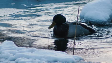 Die-Enten-Badeten-In-Einem-Zugefrorenen-Fluss