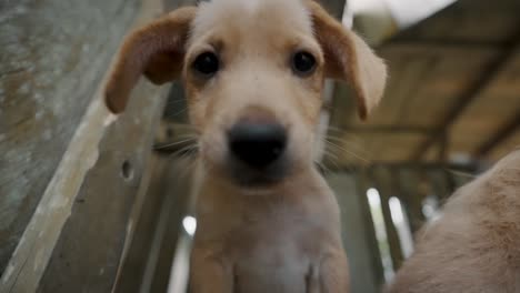 Cute-Little-Puppy-Looking-At-The-Camera---close-up