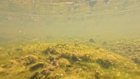 camera descends into clear forest stream over time