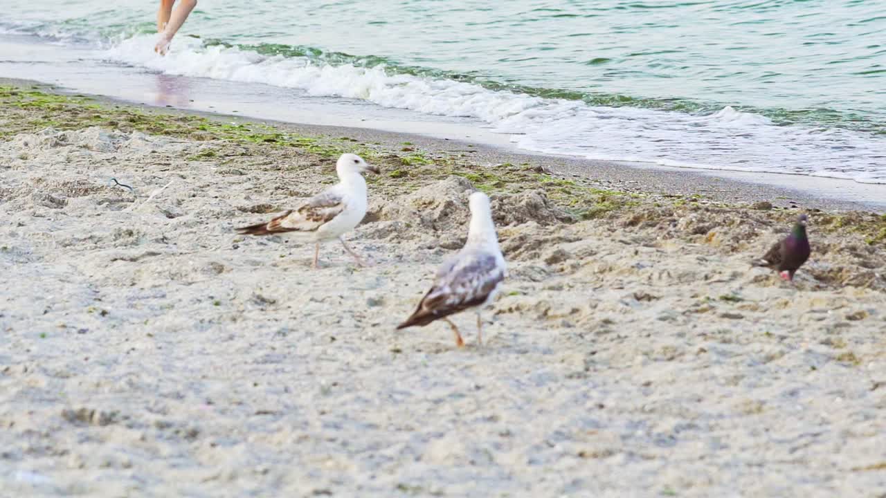 Two seagulls and a little dove walk along the coastline in search of living creatures near the sea waves not far from a human in the summer day.