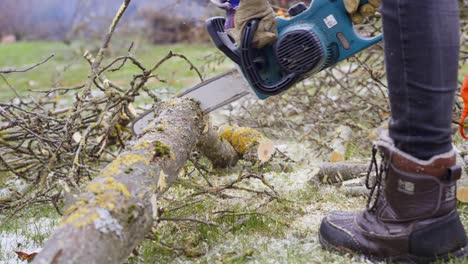 spring chores of cleaning garden - sawing apple tree trunk with chainsaw