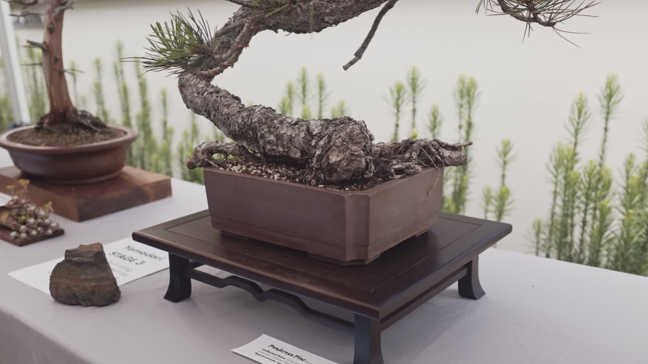 Bonsai tree on display