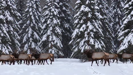 elk herd in a snowy forest