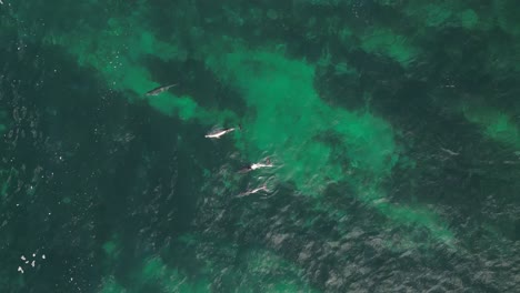 Group-of-dolphins-swimming-in-ocean-waters