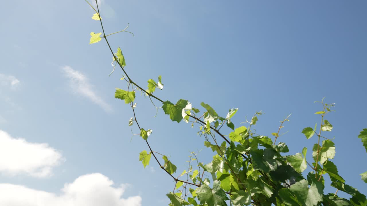 이탈리아 의 포도 ⁇  의 줄 들 사이 에 느리게  ⁇