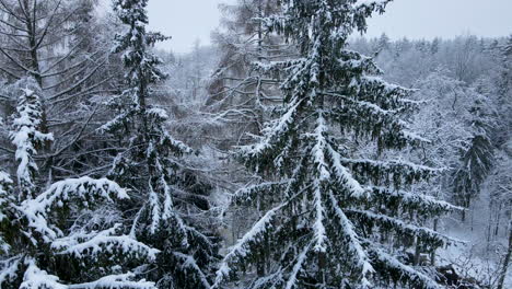 drone slowly flying through winter coniferous forest showing a close view of fir tree branches coved with deep snow from the side