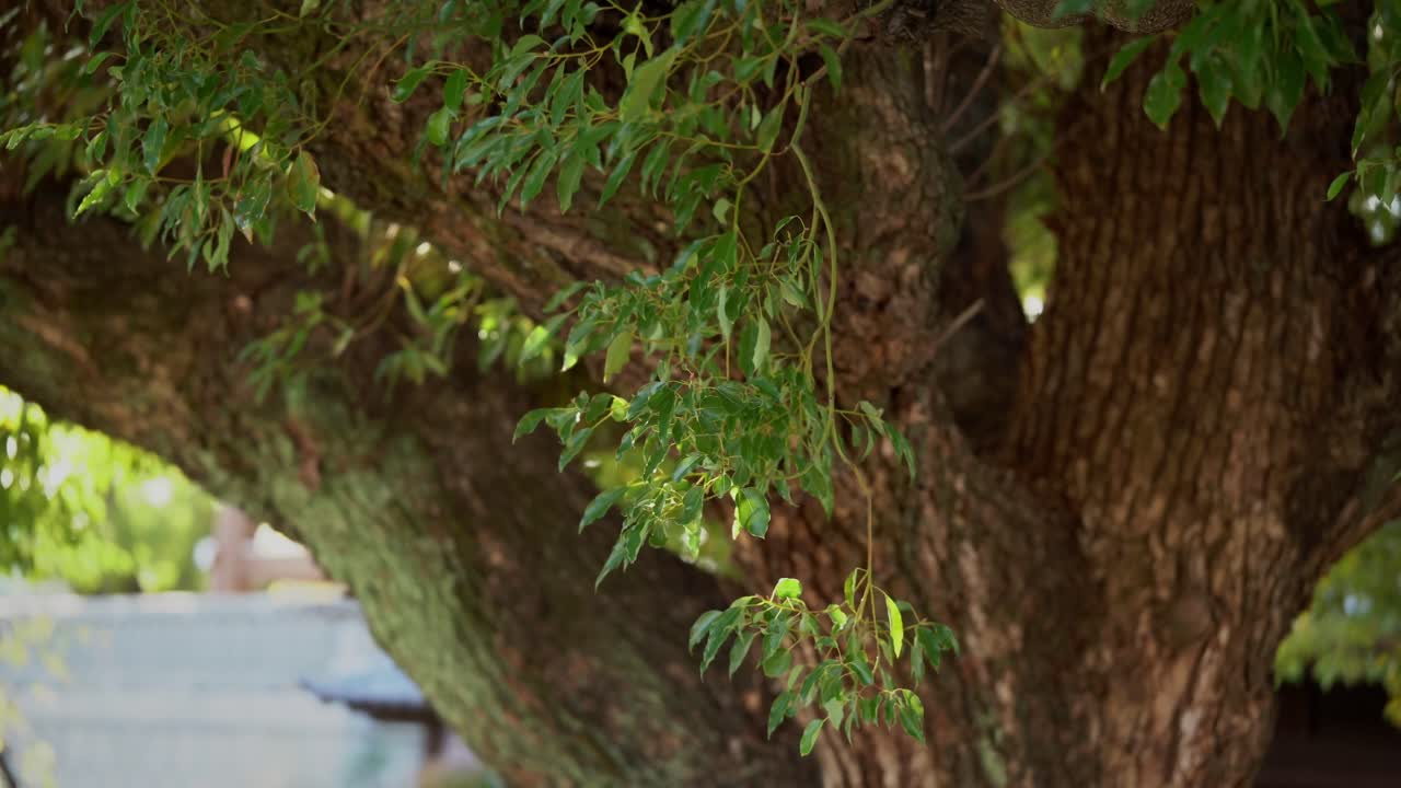 Foglie che pendono da un albero