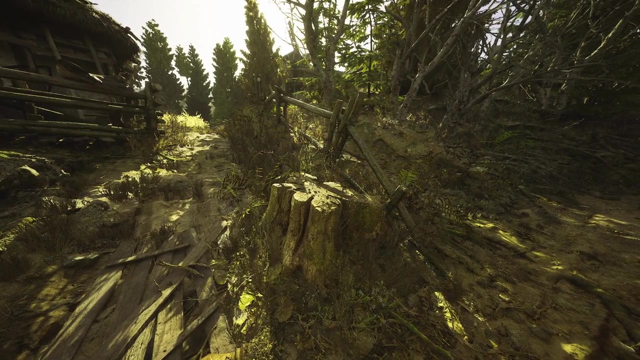 Serene forest floor illuminated by sunlight among mosses and roots