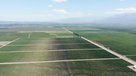 Wine-growing-agricultural-fields-in-sunny-day