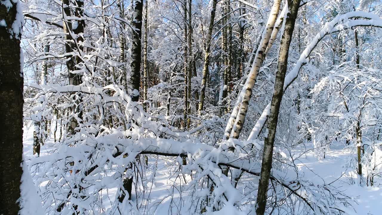 숲에 눈 덮인 가지입니다. 겨울 요정 배경