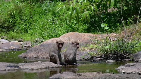 Die-Langschwanzmakaken-Sind-Die-Am-Einfachsten-Zu-Findenden-Affen-In-Thailand,-Da-Sie-In-Tempelanlagen,-Nationalparks-Und-Sogar-In-Dörfern-Und-Städten-Vorkommen