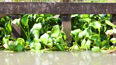 water hyacinths float near a concrete structure