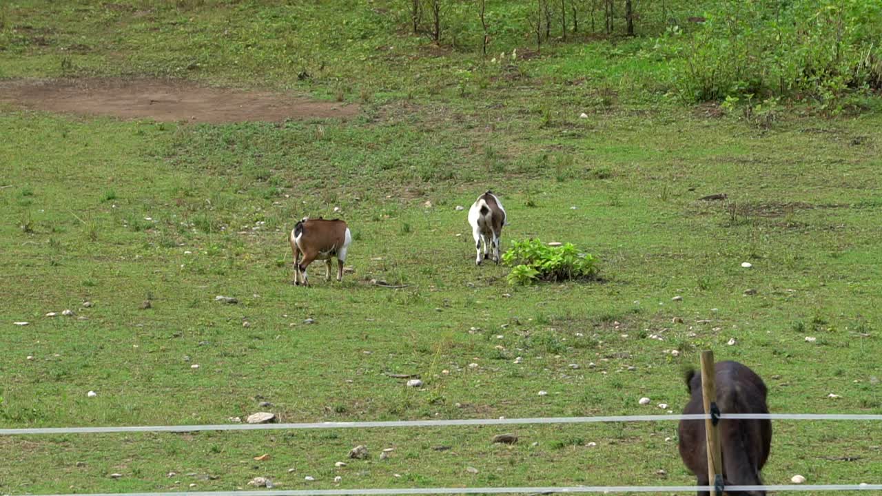 녹색 땅에 풀을 뜯는 두 마리의 염소