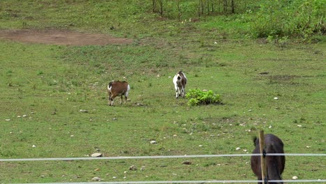 two goats grassing on green land