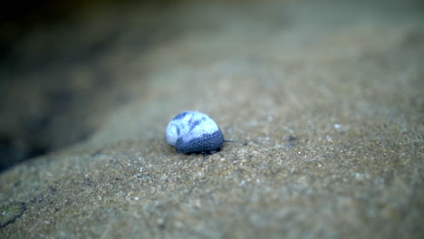 little cute blue snail on the sandy beach -close up slow motion