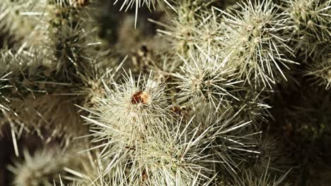 cactus plant in joshua tree national park with close up stable video