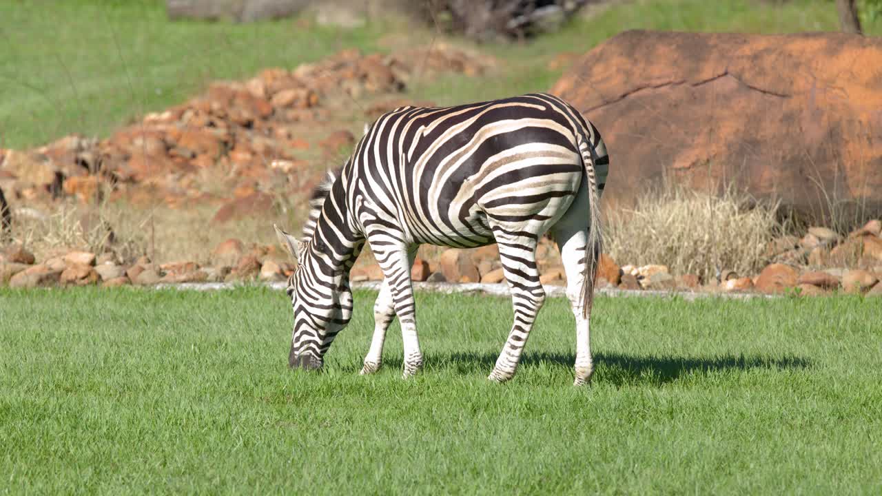En zebra græsser på frodigt grønt græs i klart solskin i et rummeligt udendørs anlæg.