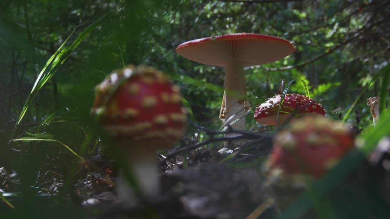 Poisonous Amanita Muscaria Mushrooms in the Forest
