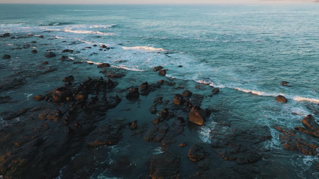 Vista aerea di leoni marini che riposano sulle rocce all'alba vicino all'acqua.
