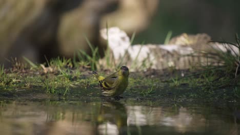 un pinzón dorado bebiendo en un estanque