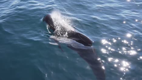 pilot whale breathing in gibraltar sea very close shot slowmotion