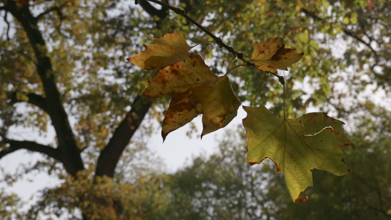 Autumn Leaves Hanging on Branch