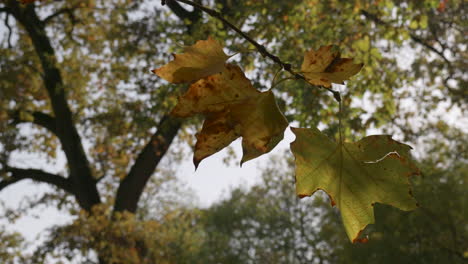 autumn leaves hanging on branch